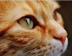 This X Does Not Exist