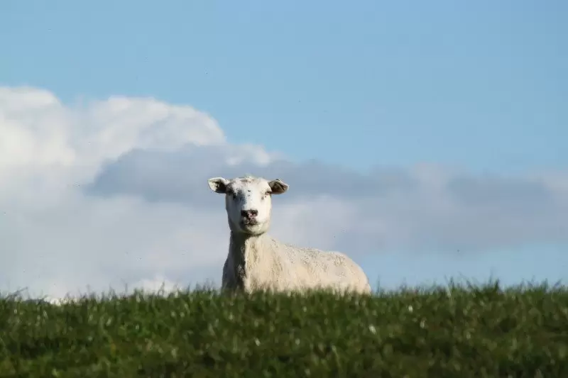 如何通过构图增强作品的视觉吸引力 如何通过构图增强作品的视觉吸引力