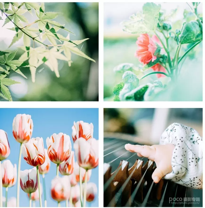 如何拍出好看的清新静物照 如何拍出好看的清新静物照