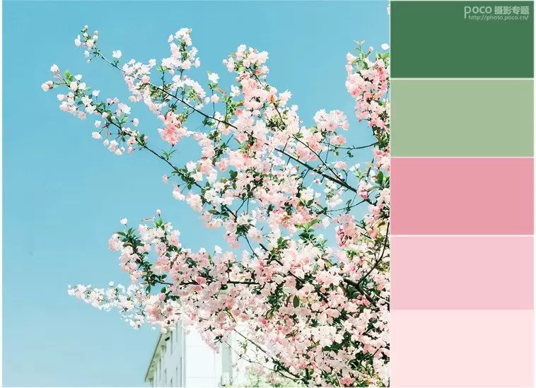 如何拍出好看的清新静物照 如何拍出好看的清新静物照