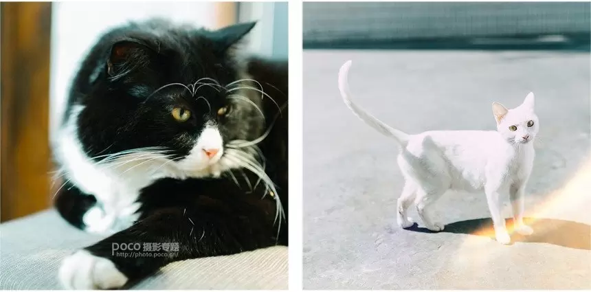 如何拍出好看的清新静物照 如何拍出好看的清新静物照