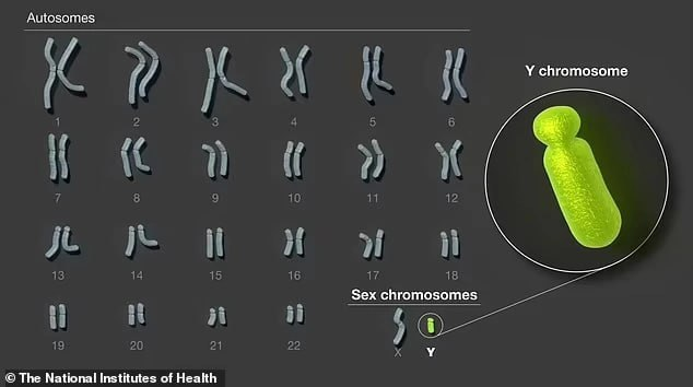 20230824094435816 拼上 24 条染色体最后一块拼图,人类 Y 染色体完全测序