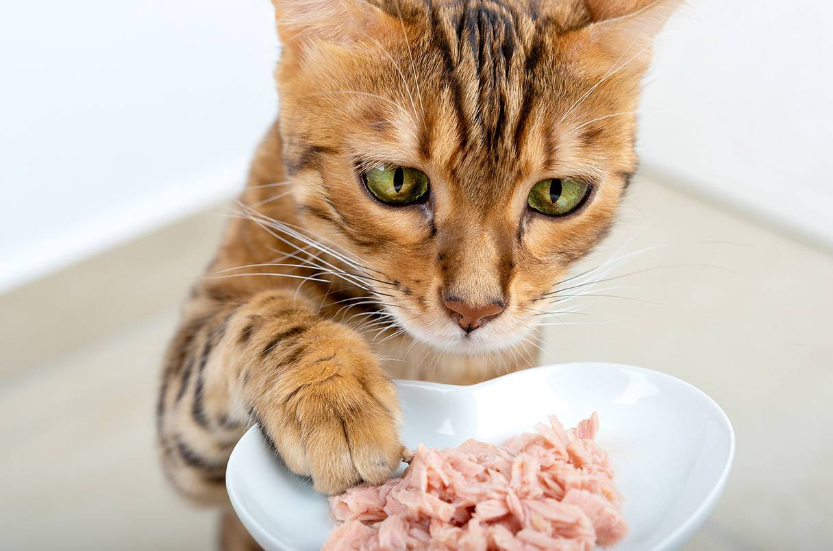 20230828122148637 猫为什么爱吃金枪鱼?